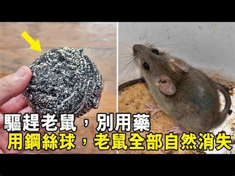 怎麼知道家裡有老鼠|怎麼知道家中有老鼠？台北滅鼠公司教你5招找到老鼠蹤跡！